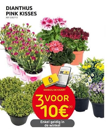 Promoties Dianthus pink kisses - Huismerk - Brico - Geldig van 31/05/2023 tot 12/06/2023 bij Brico