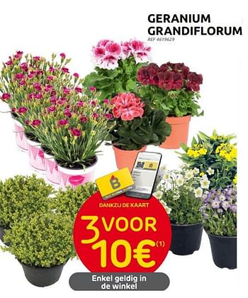 Promotions Geranium grandiflorum - Produit maison - Brico - Valide de 31/05/2023 à 12/06/2023 chez Brico