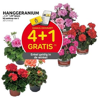 Promoties Hanggeranium - Huismerk - Brico - Geldig van 31/05/2023 tot 12/06/2023 bij Brico