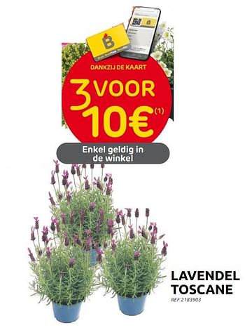 Promoties Lavendel toscane - Huismerk - Brico - Geldig van 31/05/2023 tot 12/06/2023 bij Brico