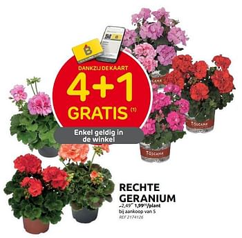Promoties Rechte geranium - Huismerk - Brico - Geldig van 31/05/2023 tot 12/06/2023 bij Brico