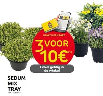 Promoties Sedum mix tray - Huismerk - Brico - Geldig van 31/05/2023 tot 12/06/2023 bij Brico