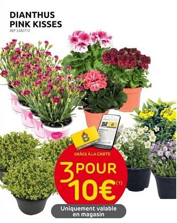 Promotions Dianthus pink kisses - Produit maison - Brico - Valide de 31/05/2023 à 12/06/2023 chez Brico