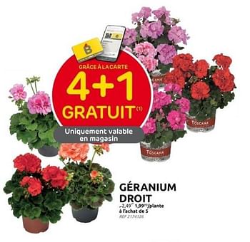 Promoties Géranium droit - Huismerk - Brico - Geldig van 31/05/2023 tot 12/06/2023 bij Brico