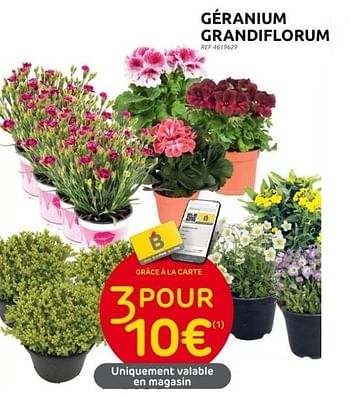 Promotions Géranium grandiflorum - Produit maison - Brico - Valide de 31/05/2023 à 12/06/2023 chez Brico