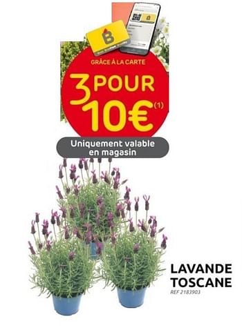 Promotions Lavande toscane - Produit maison - Brico - Valide de 31/05/2023 à 12/06/2023 chez Brico