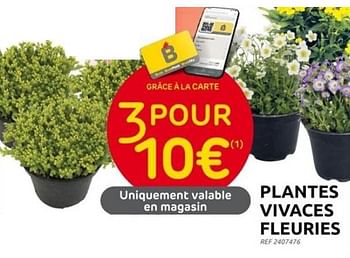 Promotions Plantes vivaces fleuries - Produit maison - Brico - Valide de 31/05/2023 à 12/06/2023 chez Brico