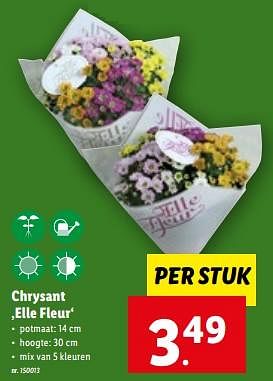 Promoties Chrysant elle fleur - Huismerk - Lidl - Geldig van 07/06/2023 tot 13/06/2023 bij Lidl