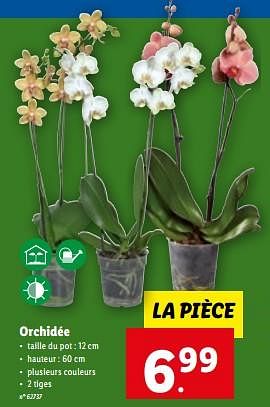 Promotions Orchidée - Produit maison - Lidl - Valide de 07/06/2023 à 13/06/2023 chez Lidl