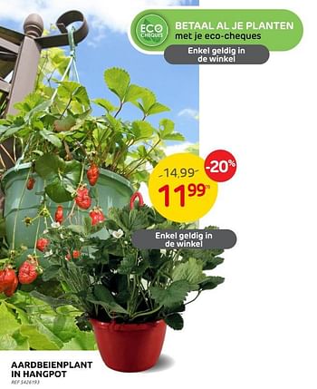Promoties Aardbeienplant in hangpot - Huismerk - Brico - Geldig van 14/06/2023 tot 26/06/2023 bij Brico