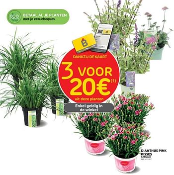 Promoties Dianthus pink kisses - Huismerk - Brico - Geldig van 14/06/2023 tot 26/06/2023 bij Brico