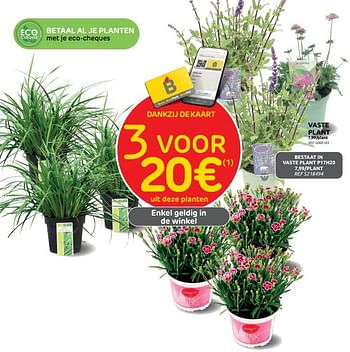 Promoties Vaste plant - Huismerk - Brico - Geldig van 14/06/2023 tot 26/06/2023 bij Brico