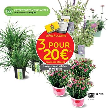 Promoties Dianthus pink kisses - Huismerk - Brico - Geldig van 14/06/2023 tot 26/06/2023 bij Brico