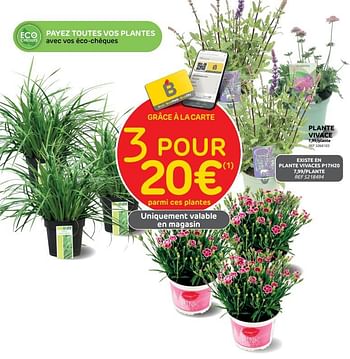 Promotions Plante vivace - Produit maison - Brico - Valide de 14/06/2023 à 26/06/2023 chez Brico