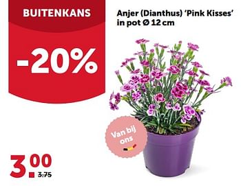 Promotions Anjer dianthus pink kisses in pot - Produit maison - Aveve - Valide de 28/06/2023 à 09/07/2023 chez Aveve