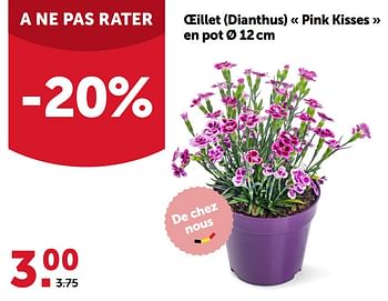 Promotions Oeillet dianthus pink kisses en pot - Produit maison - Aveve - Valide de 28/06/2023 à 09/07/2023 chez Aveve