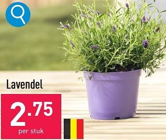 Promoties Lavendel - Huismerk - Aldi - Geldig van 10/07/2023 tot 21/07/2023 bij Aldi