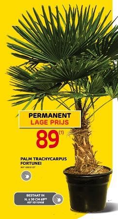 Promoties Palm trachycarpus fortunei - Huismerk - Brico - Geldig van 19/07/2023 tot 07/08/2023 bij Brico