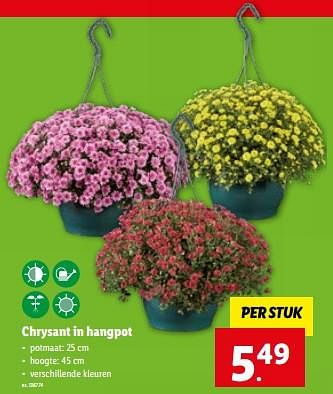 Promoties Chrysant in hangpot - Huismerk - Lidl - Geldig van 13/09/2023 tot 19/09/2023 bij Lidl