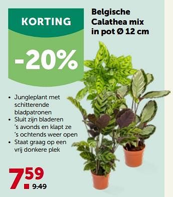 Promoties Belgische calathea mix in pot - Huismerk - Aveve - Geldig van 27/09/2023 tot 08/10/2023 bij Aveve