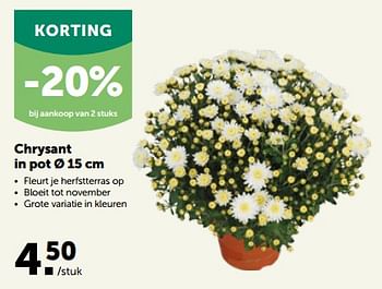 Promoties Chrysant in pot - Huismerk - Aveve - Geldig van 27/09/2023 tot 08/10/2023 bij Aveve