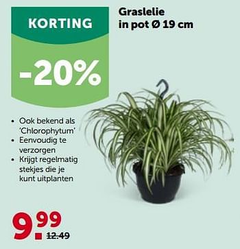 Promoties Graslelie in pot - Huismerk - Aveve - Geldig van 27/09/2023 tot 08/10/2023 bij Aveve