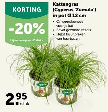 Promoties Kattengras cyperus zumula in pot - Huismerk - Aveve - Geldig van 27/09/2023 tot 08/10/2023 bij Aveve
