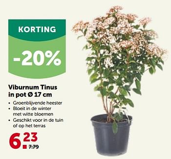 Promoties Viburnum tinus in pot - Huismerk - Aveve - Geldig van 27/09/2023 tot 08/10/2023 bij Aveve