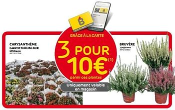 Promotions Chrysanthème gardenmum mix - Produit maison - Brico - Valide de 27/08/2023 à 16/10/2023 chez Brico