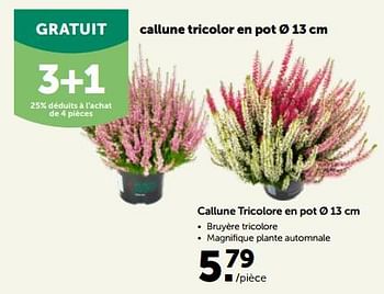 Promotions Callune tricolore en pot - Produit maison - Aveve - Valide de 27/09/2023 à 08/10/2023 chez Aveve