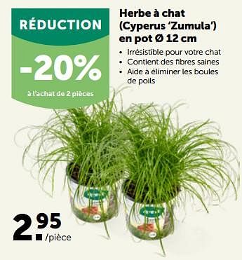 Promotions Herbe à chat cyperus zumula en pot - Produit maison - Aveve - Valide de 27/09/2023 à 08/10/2023 chez Aveve