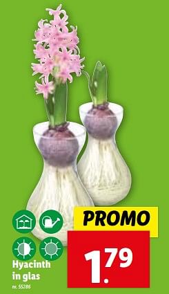 Promoties Hyacinth in glas - Huismerk - Lidl - Geldig van 02/11/2023 tot 07/11/2023 bij Lidl