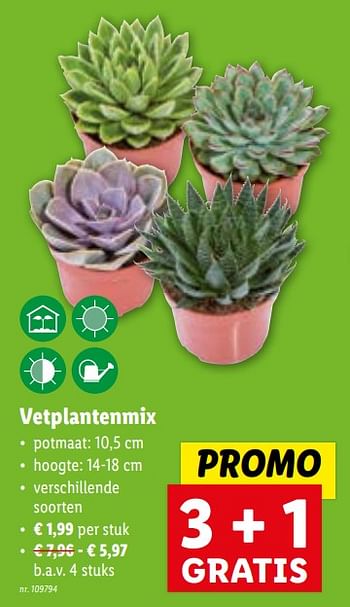 Promoties Vetplantenmix - Huismerk - Lidl - Geldig van 08/11/2023 tot 14/11/2023 bij Lidl