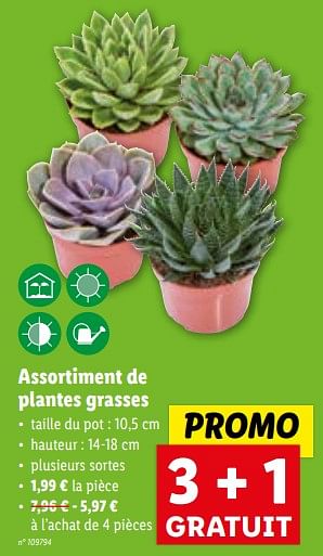 Promotions Assortiment de plantes grasses - Produit maison - Lidl - Valide de 08/11/2023 à 14/11/2023 chez Lidl