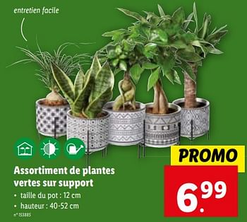 Promotions Assortiment de plantes vertes sur support - Produit maison - Lidl - Valide de 08/11/2023 à 14/11/2023 chez Lidl
