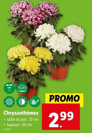 Promotions Chrysanthèmes - Produit maison - Lidl - Valide de 08/11/2023 à 14/11/2023 chez Lidl