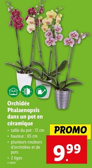 Promotions Orchidée phalaenopsis dans un pot en céramique - Produit maison - Lidl - Valide de 08/11/2023 à 14/11/2023 chez Lidl