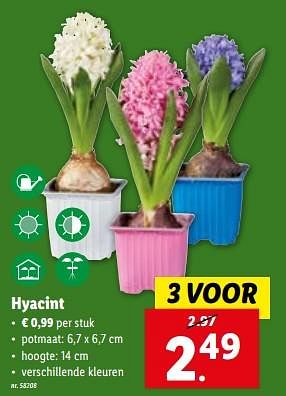 Promoties Hyacint - Huismerk - Lidl - Geldig van 15/11/2023 tot 21/11/2023 bij Lidl