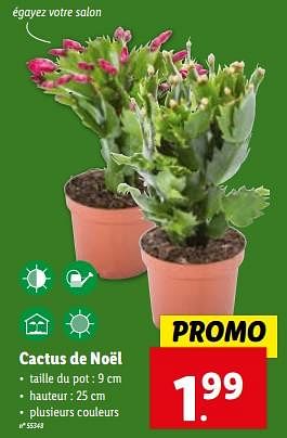 Promoties Cactus de noël - Huismerk - Lidl - Geldig van 15/11/2023 tot 21/11/2023 bij Lidl