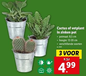 Promoties Cactus of vetplant in zinken pot - Huismerk - Lidl - Geldig van 22/11/2023 tot 28/11/2023 bij Lidl
