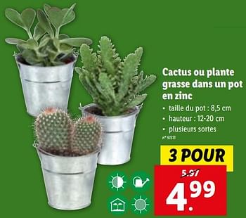 Promotions Cactus ou plante grasse dans un pot en zinc - Produit maison - Lidl - Valide de 22/11/2023 à 28/11/2023 chez Lidl