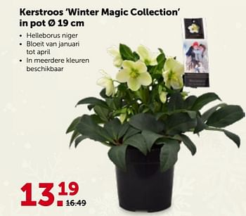 Promoties Kerstroos winter magic collection in pot - Huismerk - Aveve - Geldig van 29/11/2023 tot 10/12/2023 bij Aveve