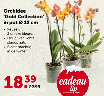 Promotions Orchidee gold collection in pot - Produit maison - Aveve - Valide de 29/11/2023 à 10/12/2023 chez Aveve