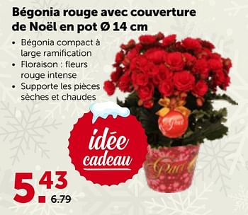 Promotions Bégonia rouge avec couverture de noël en pot - Produit maison - Aveve - Valide de 29/11/2023 à 10/12/2023 chez Aveve