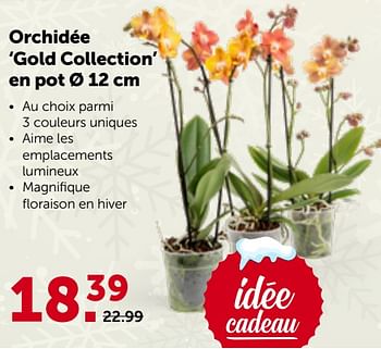 Promotions Orchidée gold collection en pot - Produit maison - Aveve - Valide de 29/11/2023 à 10/12/2023 chez Aveve