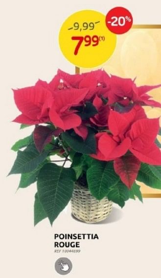 Promotions Poinsettia rouge - Produit maison - Brico - Valide de 29/11/2023 à 28/12/2023 chez Brico