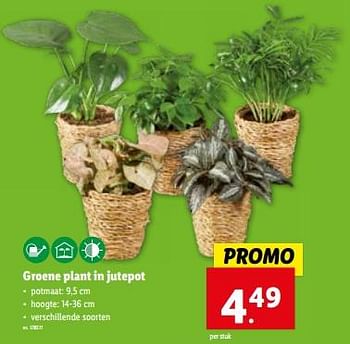 Promoties Groene plant in jutepot - Huismerk - Lidl - Geldig van 06/12/2023 tot 12/12/2023 bij Lidl