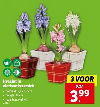 Promoties Hyacint in vierkantkeramiek - Huismerk - Lidl - Geldig van 06/12/2023 tot 12/12/2023 bij Lidl