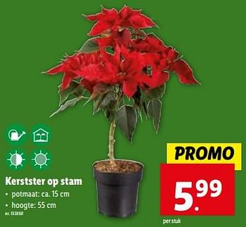Promoties Kerstster op stam - Huismerk - Lidl - Geldig van 06/12/2023 tot 12/12/2023 bij Lidl