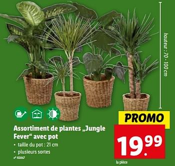 Promotions Assortiment de plantes jungle fever avec pot - Produit maison - Lidl - Valide de 06/12/2023 à 12/12/2023 chez Lidl